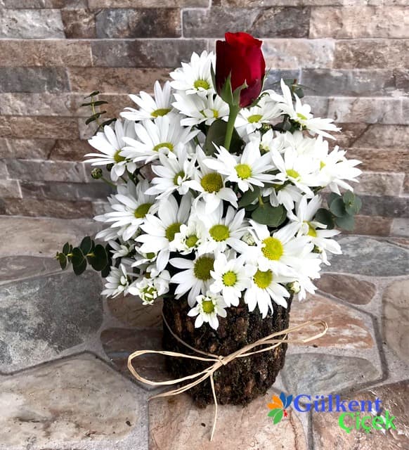 Daisy and Single Rose on Wood