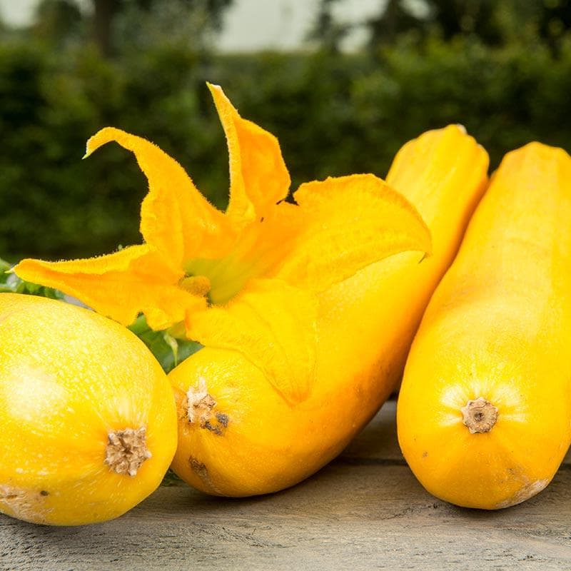 Courgette parthénocarpique Gabriella F1