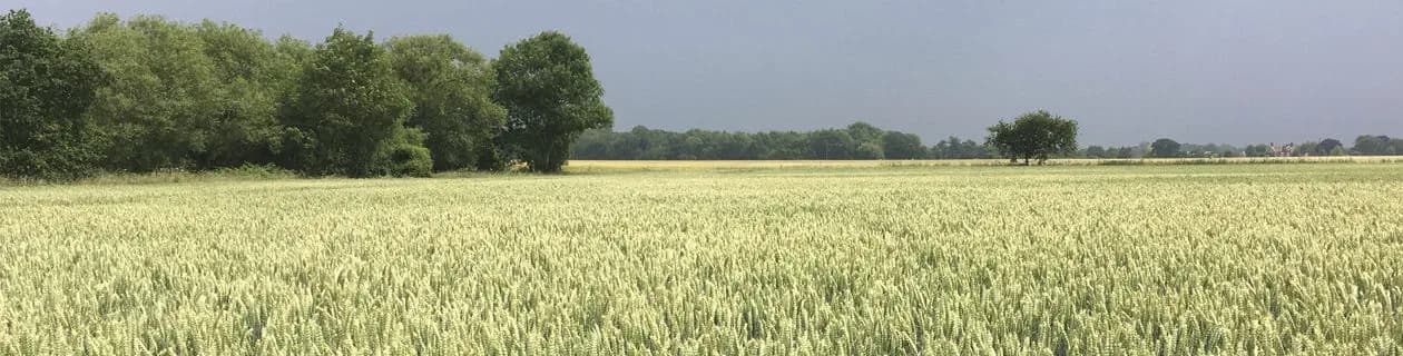 Early buckwheat seed SKYSCRAPER