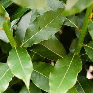 Bay (Laurel) Leaf - Laurus Nobilis