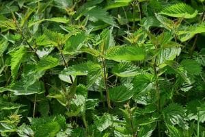 Nettle - Urtica Dioica
