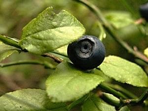 Bilberry - Vaccinium Myrtillus - dried leaves and fruit