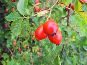 Rosehip - Rosa Canina