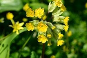 Primrose roots - Primula Veris