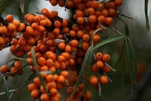 Sea Buckthorn - Hippophae Rhamnoides