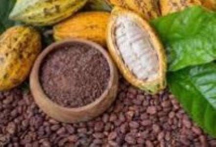 Cocoa Beans