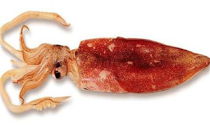 frozen fish - calamari