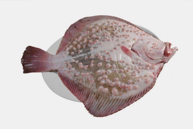 frozen fish Turbot