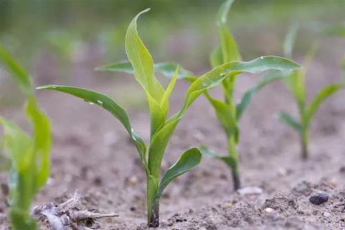 Very early corn seed ACTIVATE