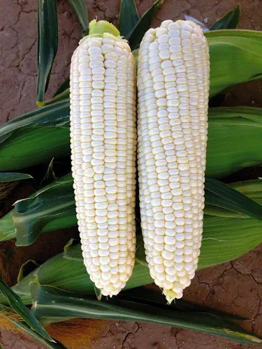 Early corn seed Nova F1