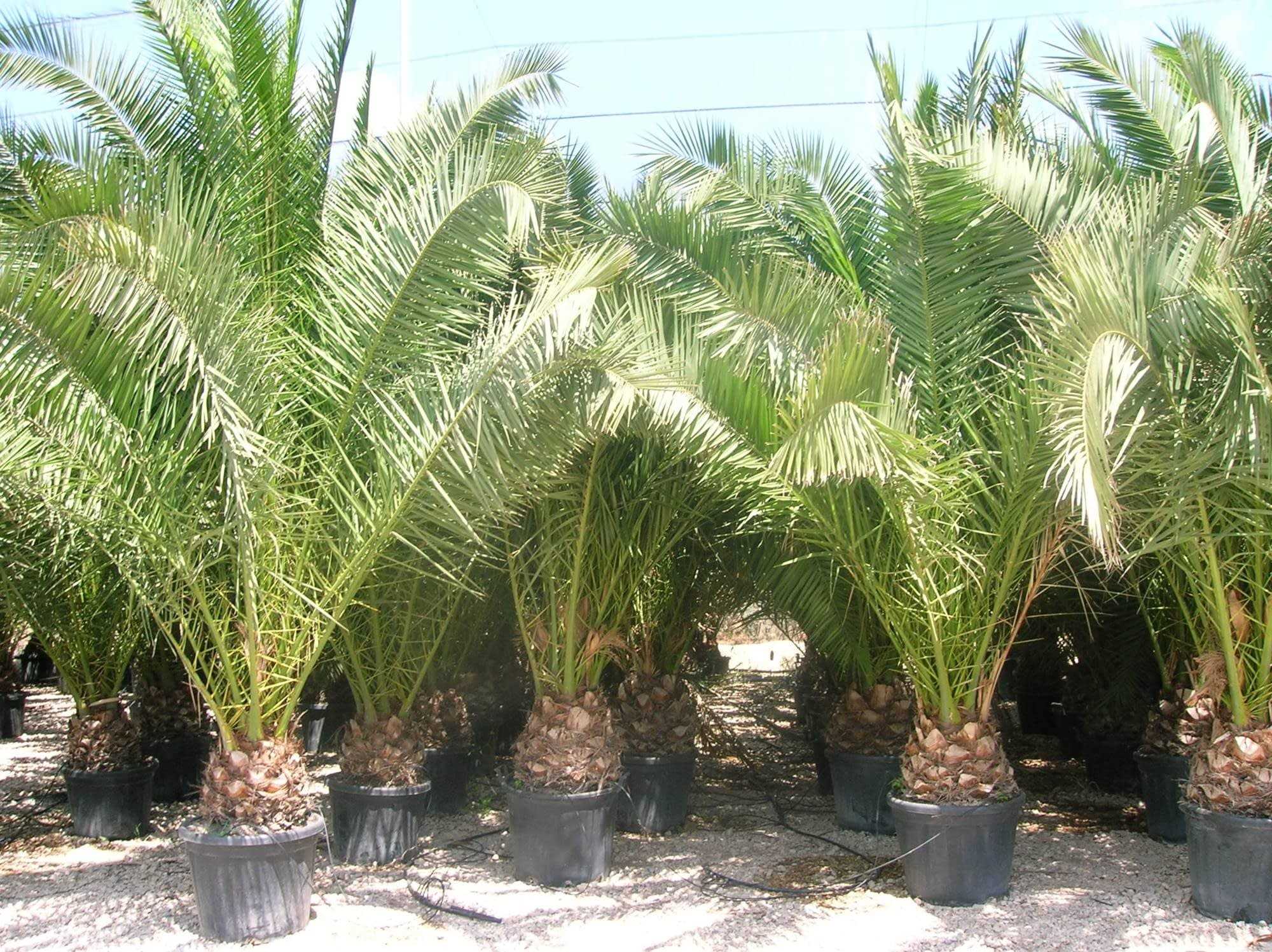 Kanarya palmiye ağaçları