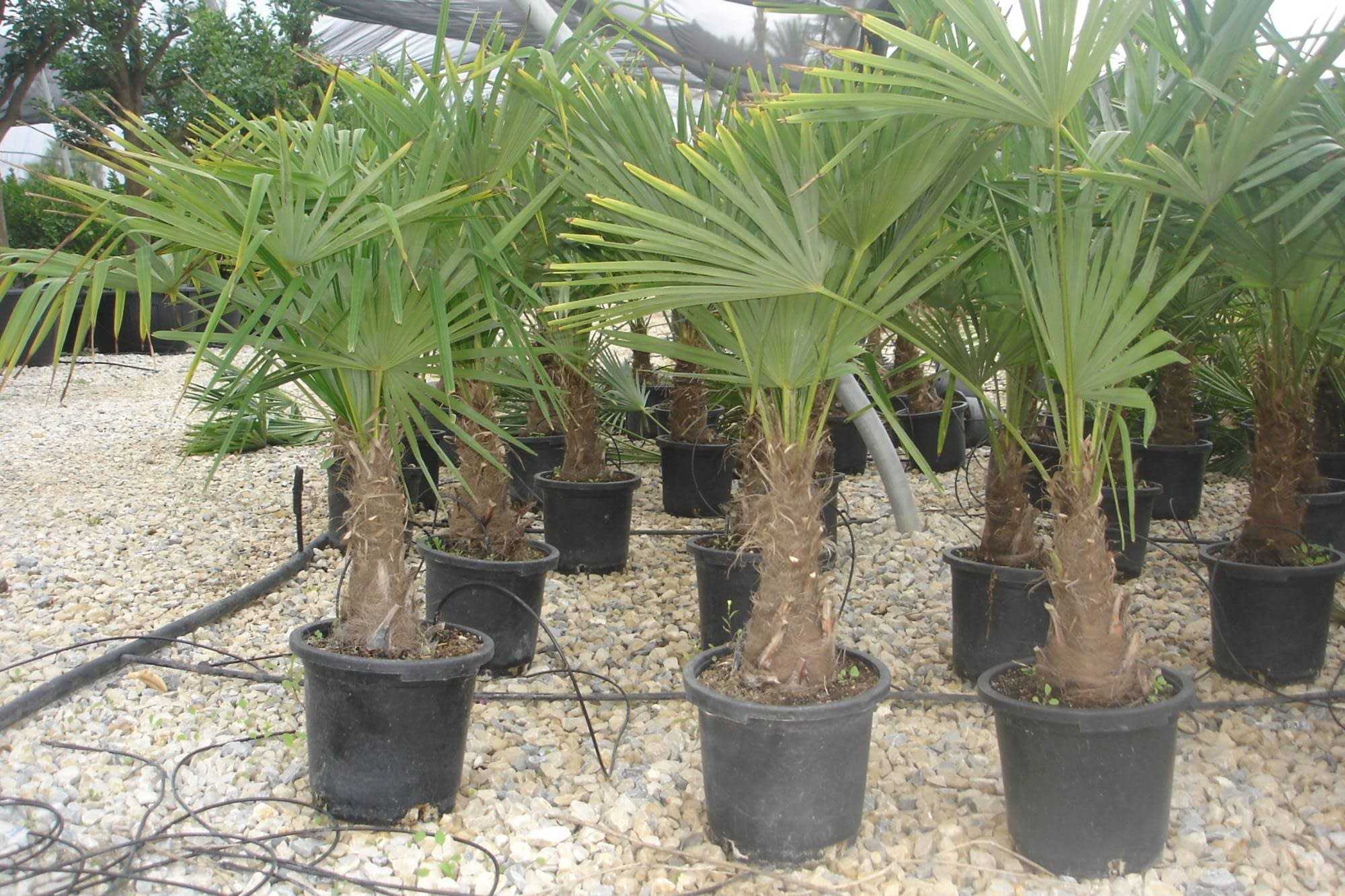 Chamaerop excelsa palmiye ağaçları