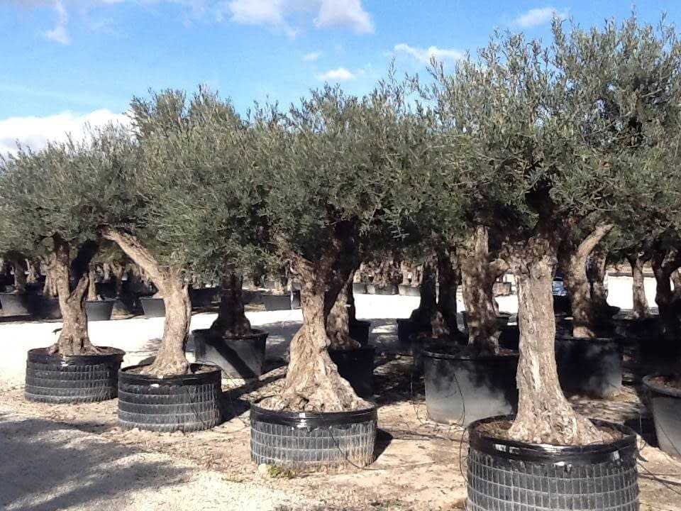 Murcia zeytin ağaçları