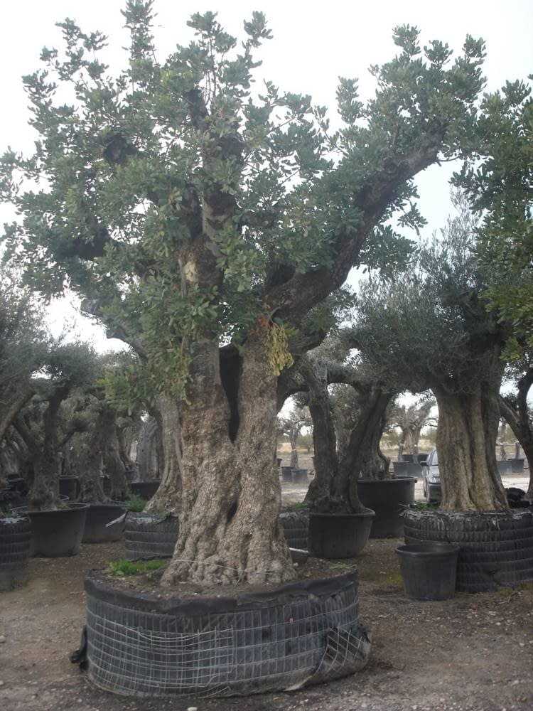  Keçiboynuzu ağaçları