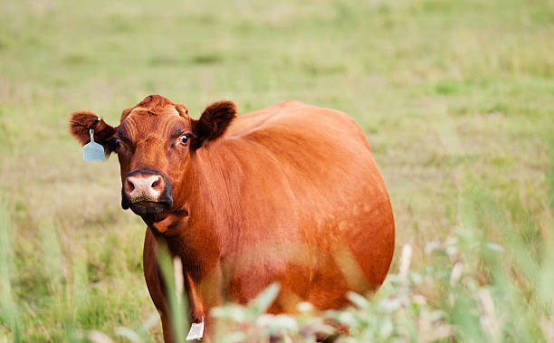 kizil angus sigir irklari