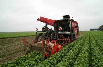 2-рядный комбайн цикорий