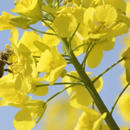 Medium rape seed BEATRIX CL