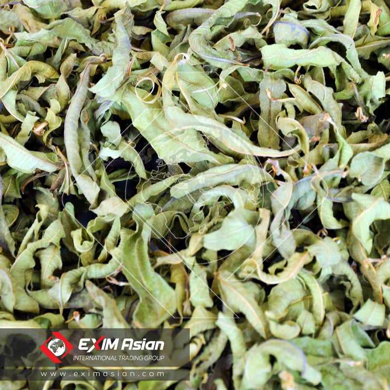 Best Aloysia Citrodora ( Lemon Verbena )