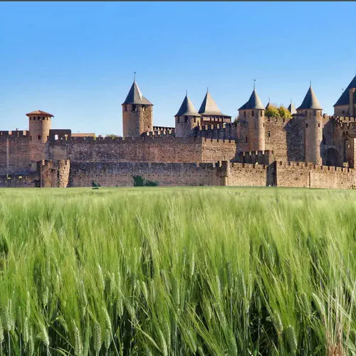 Medium early durum wheat seed Casteldoux