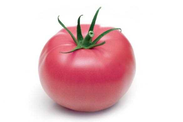 Tomato / Pink 