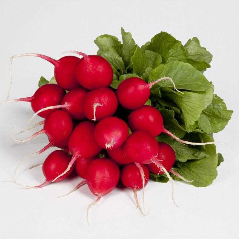 RADISH