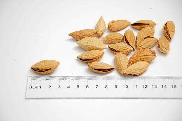 Paper Almond  Also