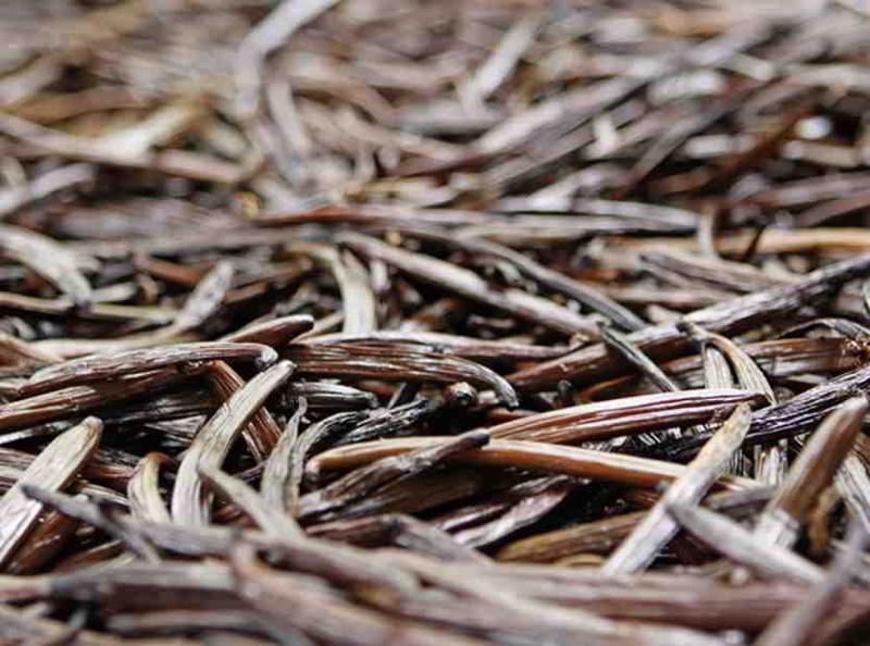 مستخلصات الفانيليا