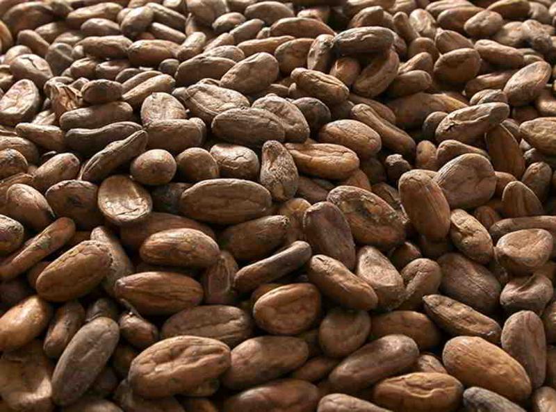 مستخلصات الكاكاو