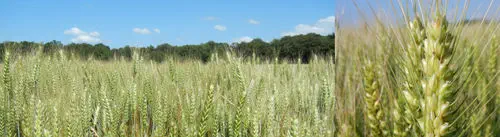 Early wheat seed ACTIVUS