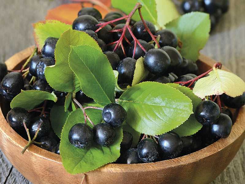 aronia berry meyve
