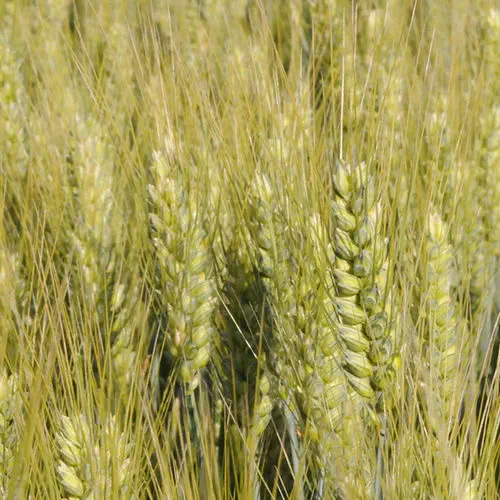 Very early wheat seed Artdeco