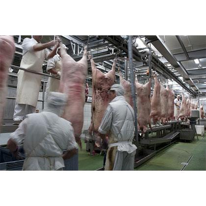 export of pork