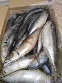 السمك المجمد