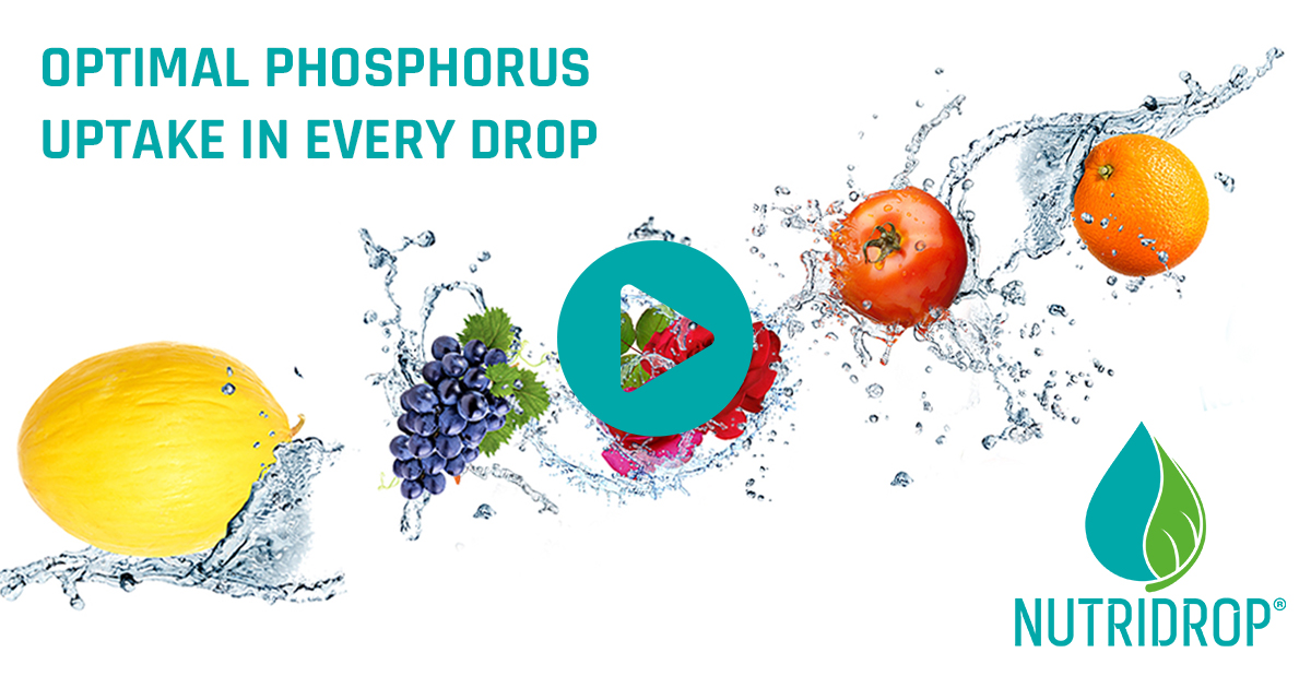 Suda Eriyen gubreler | NUTRIDROP(r) 12.61: optimum beslenme icin hassas formul gubre 