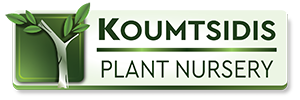 Plante de pépinière koumtsidis