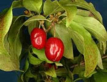 CORNUS MAS ağaç fidanları