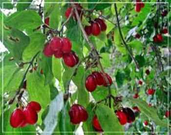 Plants de Cornus mas