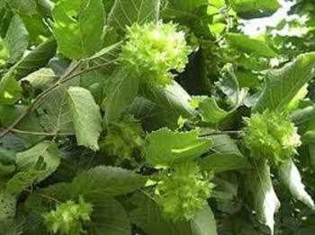 FINDIK ağaç fidanları