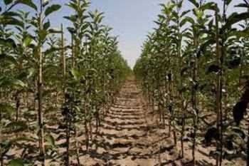 elma ağacı fidanları