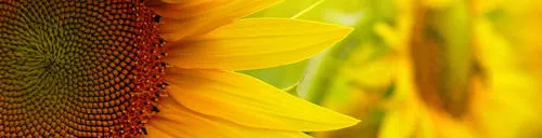 Medium sunflower seed SW-S6066