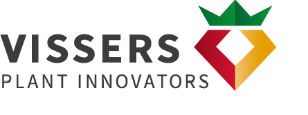 VISSERS AARDBEIPLANTEN