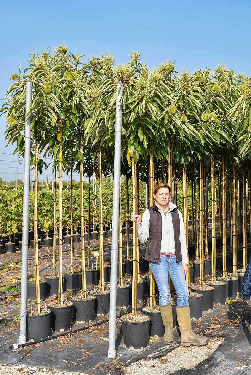 Castanea sativa Chestnut