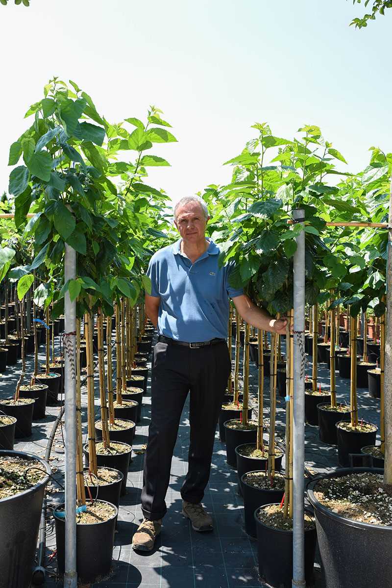 mulberry tree seedlings