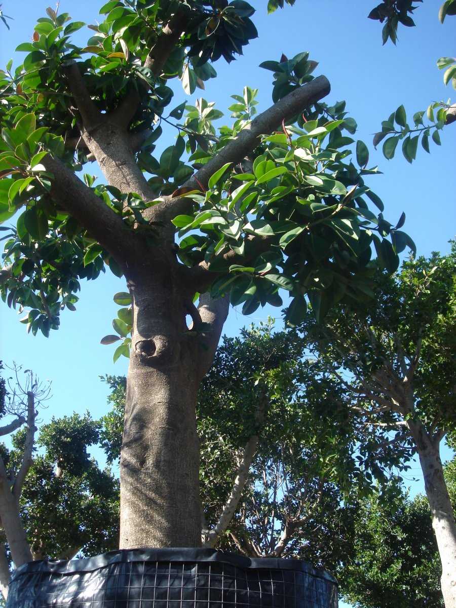 фикус украшает