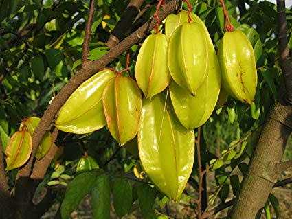 Carambola (Averrhoa carambola)
