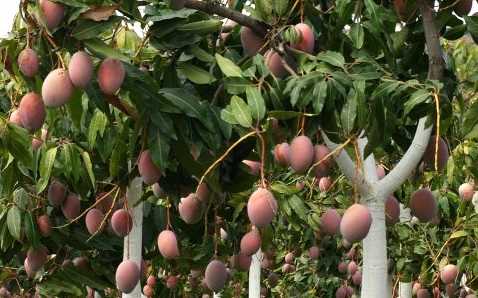 Mangos