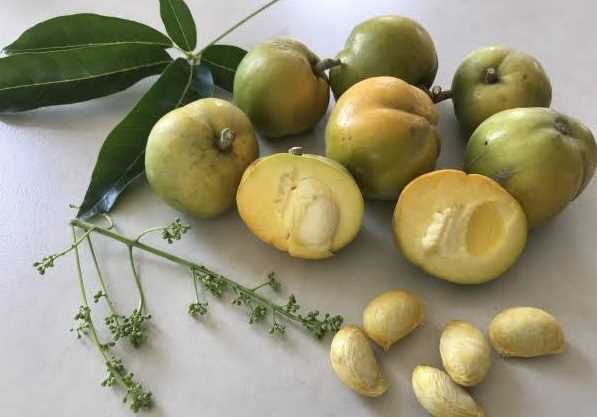 Sapote (Casimiroa edulis)