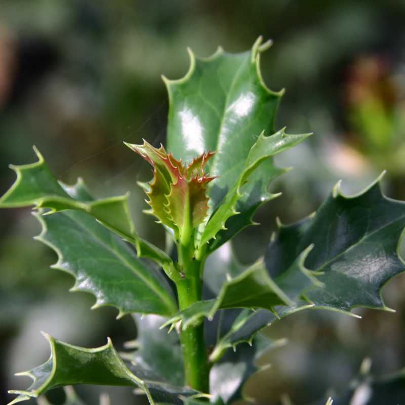 Ilex auifolium (Holly)