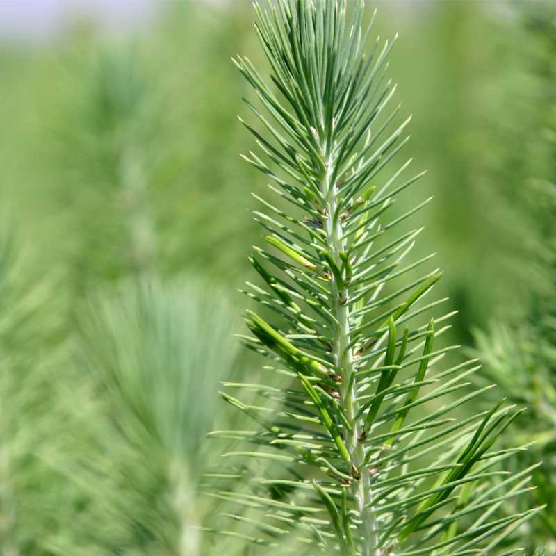 Pinus pinea (Stone pine)