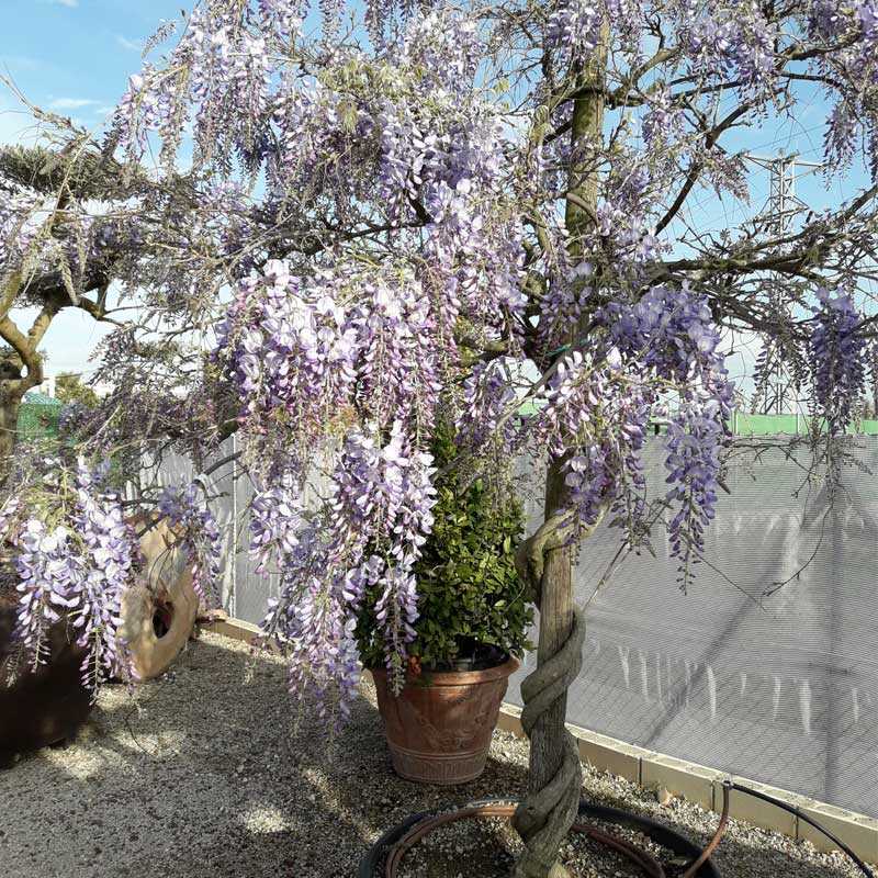 Wisteria